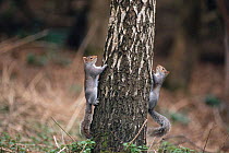 Grey squirrels climbing tree trunk {Sciurus carolinensis} UK.