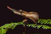 Male Lance nosed chameleon {Calumma gallus} Madagascar