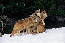 Grey wolves playing in snow {Canis lupus} captive, USA.