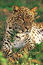 Amur leopard portrait {Panthera pardus orientalis} captive