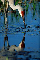 Sandhill crane feeding {Grus canadensis} captive, Florida, USA.