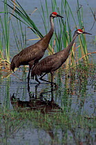 Pair of Sandhill cranes {Grus canadensis} captive, Florida, USA.