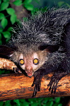 Aye-aye portrait {Daubentonia madagascariensis} captive occurs Madagascar