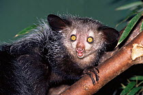 Aye-aye {Daubentonia madagascariensis} captive, occurs Madagascar