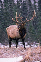 Elk deer {Cervus elaphus} stag in snow, Jasper NP, Canada