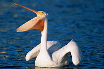 American white pelican, beak open {Pelecanus erythrorhynchos} USA.