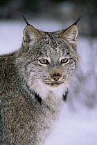 Lynx portrait {Lynx lynx} captive, USA.