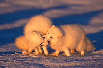 Arctic foxes greeting {Vulpes lagopus} Captive.