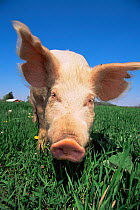 Domestic pig head portrait {Sus scrofa domestica} USA.