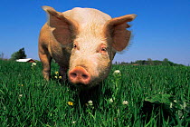 Domestic pig portrait {Sus scrofa domestica} USA.