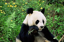 Giant panda {Ailuropoda melanoleuca} Wolong NR, Qionglai mts, Sichuan, China Captive.