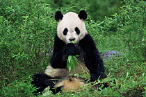 Giant panda {Ailuropoda melanoleuca} feeding on bamboo, Wolong NR, Qionglai mts, Sichuan, China Captive.