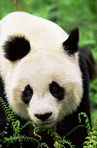 Giant panda portrait {Ailuropoda melanoleuca} Wolong NR, Qionglai mts, Sichuan, China Captive.
