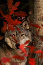 Grey wolf {Canis lupus} portrait with autumn leaves, captive, USA