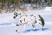 Appaloosa horse trotting through snow {Equus caballus} USA.