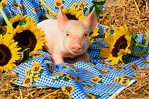 Domestic piglet + sunflowers {Sus scrofa domestica} USA.