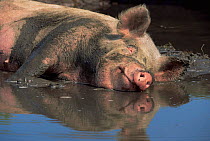 Domestic pig wallowing in mud {Sus scrofa domestica} USA.