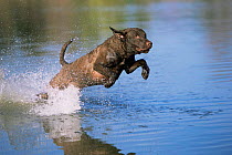 Chesapeake Bay Retriever leaping through water {Canis familiaris} USA.