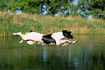 English springer spaniel {Canis familiaris} leaping across water, USA