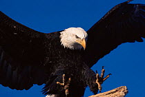 American bald eagle landing close up {Haliaeetus leucocephalus} Alaska, USA.