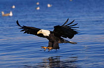 American bald eagle {Haliaeetus leucocephalus} fishing, Alaska, USA