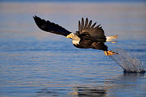 American bald eagle catching fish {Haliaeetus leucocephalus} Alaska, USA.