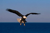 American bald eagle fishing {Haliaeetus leucocephalus} Alaska, USA.