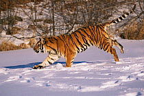 Siberian tiger running through snow {Panthera tigris altaica} captive