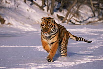 Siberian tiger running through snow {Panthera tigris altaica} captive