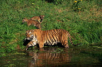 Siberian tiger with cubs at water {Panthera tigris altaica} captive