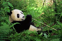 Giant panda eating bamboo {Ailuropoda melanoleuca} Wolong NR, Qionglai mts, Sichuan, China Captive.