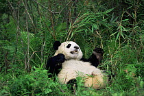 Giant panda {Ailuropoda melanoleuca} Wolong NR, Qionglai mts, Sichuan, China Captive.