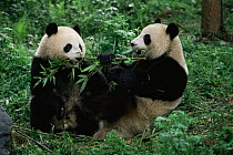 Giant pandas feeding on bamboo {Ailuropoda melanoleuca} Wolong NR, Qionglai mts, Sichuan, China - captive