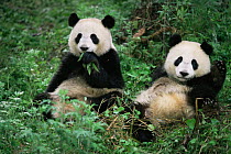 Two Giant pandas {Ailuropoda melanoleuca} Wolong NR, Qionglai mts, Sichuan, China Captive.