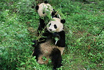 Giant pandas playing and eating bamboo {Ailuropoda melanoleuca} Wolong NR, Qionglai mts, Sichuan, China Captive.