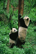 Two Giant pandas {Ailuropoda melanoleuca} one climbing tree,  Wolong NR, Qionglai mts, Sichuan, China - captive