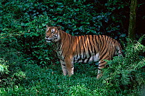 Sumatran tiger portrait {Panthera tigris sumatrae} captive
