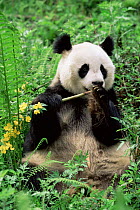 D - Giant panda {Ailuropoda melanoleuca} Wolong NR, Qionglai mts, Sichuan, China Captive.