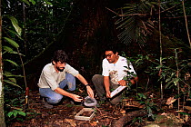 Researchers measure litter levels in Amazon rainforest, Manaus, Brazil