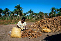 Breaking open Babassu nuts {Orbignya martiana} to make oil, N Brazil.