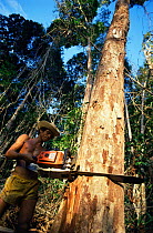Felling rainforest tree with chain saw, South Bahia, Brazil