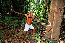 Felling rainforest tree with axe, Mamiraua reserve, Amazonas, Brazil