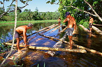 Making a raft to transport timber logged in Mamiraua ecological station, Amazonas, Brazil
