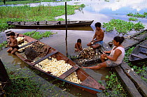 Peeling manioc roots to make flour. Mamiraua Ecological Station, Amazonas, Brazil