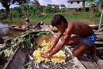 Pulping manioc roots before toasting to make flour, Mamiraua Ecological Station, Amazonas, Brazil