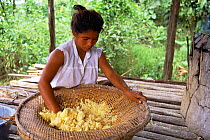 Sifting pulped manioc roots to making flour, Mamiraua Ecological Station, Amazonas, Brazil