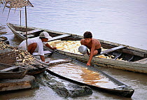 Washing peeled manioc roots to make flour. Mamiraua Ecological Station, Amazonas, Brazil