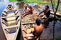 Peeling and washing manioc roots to make flour. Mamiraua Ecological Station, Amazonas, Brazil