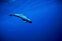 Pygmy killer whale underwater {Feresa attenuata} Hawaii
