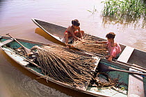 Collecting nuts of Assahi palm tree {Euterpe oleracea} Amazonas, Brazil
